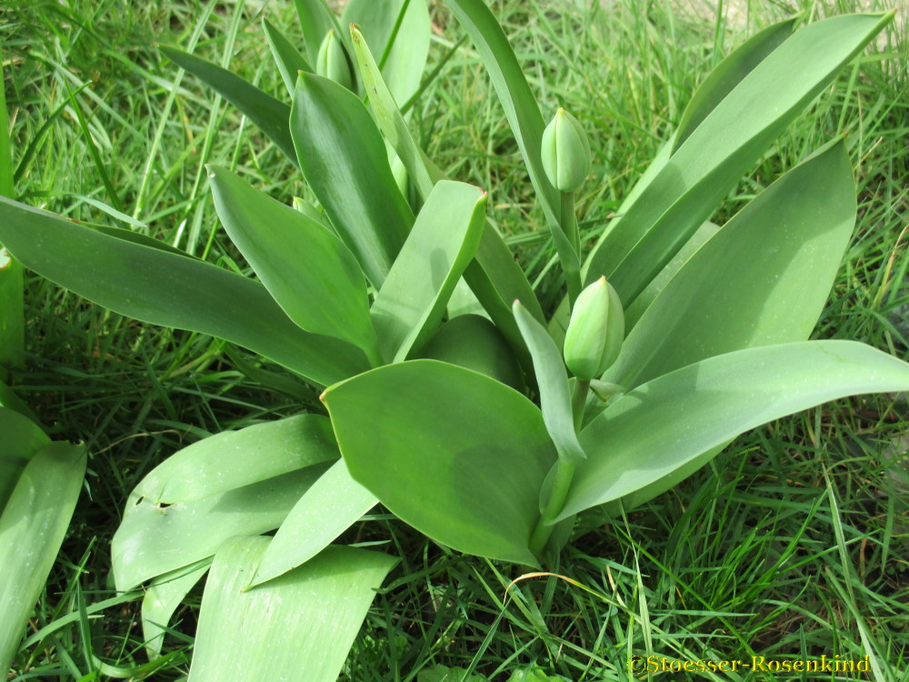 Naturtulpen1